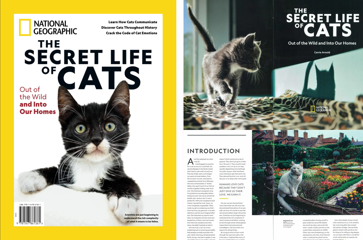 secret-life-cats Secret Life